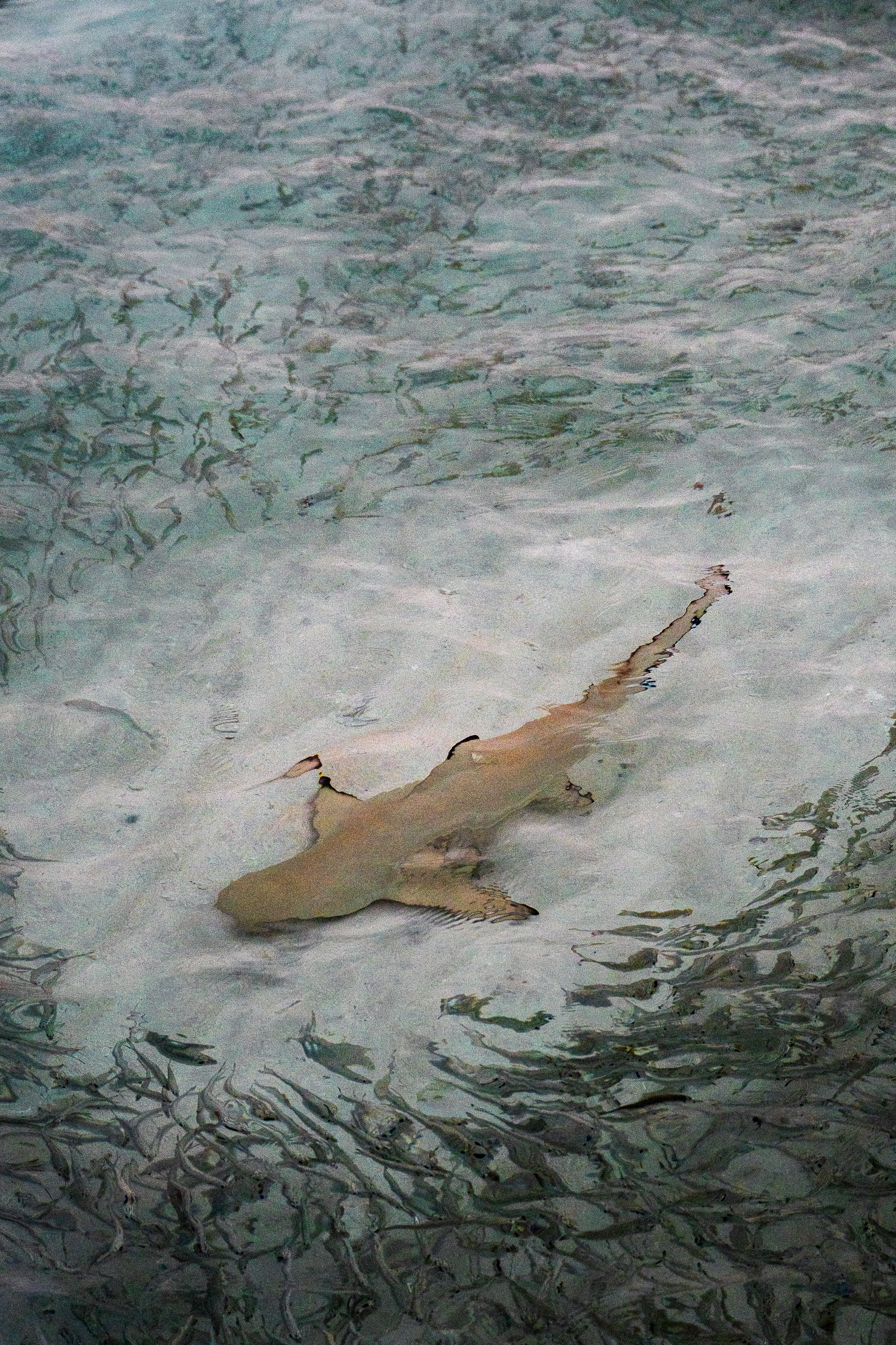 Reef Shark in the Shallows